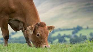 A criação de gado é fonte de renda para cerca de 1,3 bilhão de pessoas no mundo.