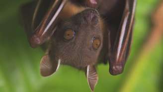 Especialistas chegaram a lançar uma campanha, Don't Blame Bats ('Não culpe os morcegos'), para dissipar medos infundados e mitos sobre estes animais