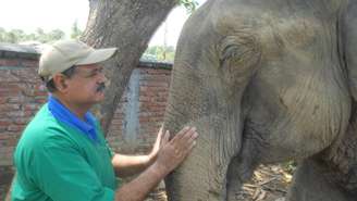 Sharma calcula ter tratado mais de 10 mil elefantes