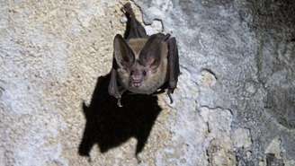 Morcegos-vampiros são animais sociais que gostam de cuidar uns dos outros e compartilhar comida