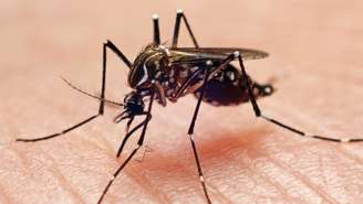 O mosquito Aedes aegypti é o principal transmissor de dengue, zika e chikungunya em regiões urbanas do Brasil