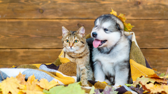 Cuidados com os pets no outono