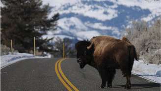 Superpopulação de bisões vem causando danos