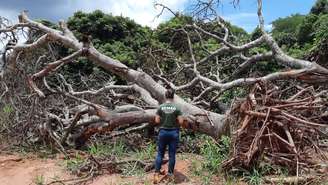 Fiscal examina área de Cerrado em Minas Gerais desmatada em 2020 por método do "correntão", em que corrente arrastada por tratores arranca árvores pelas raízes