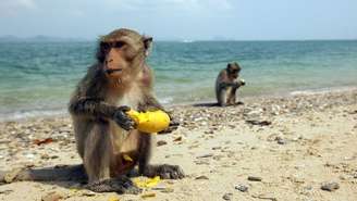 Macacos comendo fruta na praia