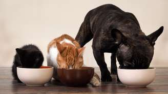 Saiba escolher entre ração ou comida paa o seu pet!