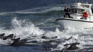 A caça de golfinhos e baleias (como nesta imagem de arquivo) é uma prática tradicional nas Ilhas Faroé