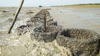 Recifes artificiais de ostras ajudam a diminuir o tamanho das ondas