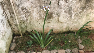 Imagem atual do jardim após proprietária da casa ser encontrada enterrada no local