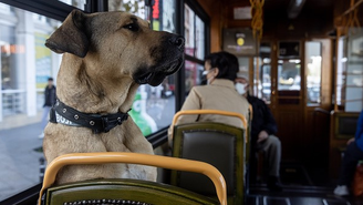 Meio de transporte favorito de Boji é o bonde