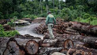 O Ibama apreendeu toneladas de madeira ilegal na terra indígena de Pirititi em 2018