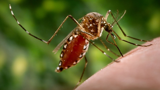 O Aedes aegypti é o principal mosquito transmissor da chikungunya no Brasil