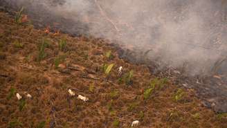 Sobrevoo do Greenpeace em fazenda na Amazônia em 2020 mostra gado sendo colocado em área recém queimada