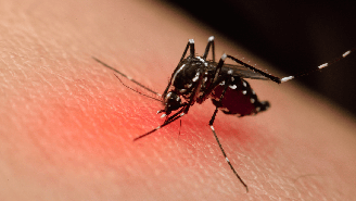 Saiba como identificar os principais sintomas da dengue