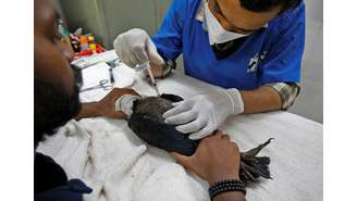 Veterinário aplica injeção em águia após animal ficar seriamente desidratado em meio ao forte calor em Ahmedabad, na Índia