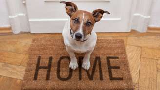 O comportamento do cão pode mudar na casa nova