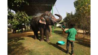 Homem banhado elefante em Jaipur, na Índia