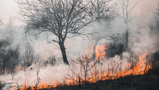 Incêndio florestal