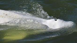 Cientistas observadores dizem que a baleia parece estar desnutrida