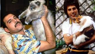 Gatos freddie mercury