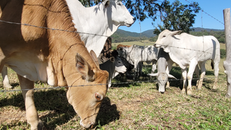 O veganismo é um movimento que luta contra a exploração de animais