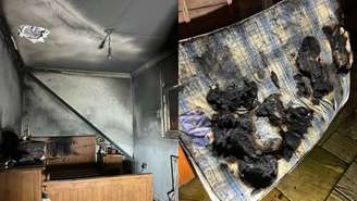 Cachorro causa incêndio ao ligar secador de cabelo em casa na Inglaterra