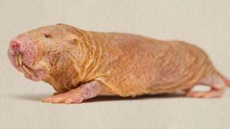 Os ratos-toupeiras-pelados vivem por 30 anos, são resistentes a doenças crônicas e têm um notável sistema reprodutor