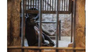 Bua Noi tem 34 anos e é a última gorila em cativeiro no Pata Zoo