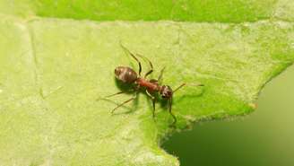 Cientistas conseguiram treinar a Formica fusca, geralmente chamada de formiga sedosa ou escura, para detectar sinais de câncer de mama humano presentes na urina de camundongos