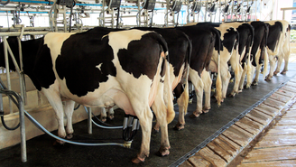 Confinamento em massa de vacas leiteiras 