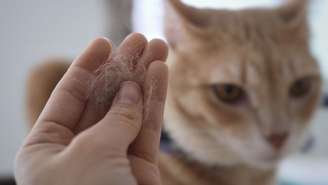 Gatos podem vomitar bolas de pelo com frequência -