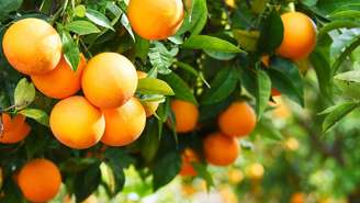 Laranja - Shutterstock