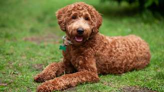 Algumas raças híbridas são tão famosas que têm o seu próprio nome, como os Labradoodles -