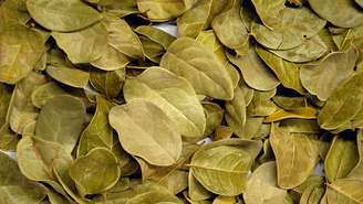 Banho de boldo: ritual simples e relaxante para descarrego!