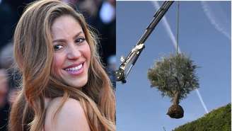 Shakira leva árvore da casa que vivia com Gerard Piqué