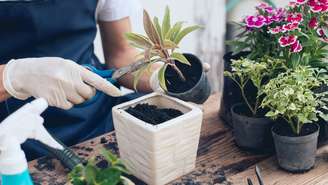 A troca de vaso das plantas é essencial para que elas cresçam bem - Shutterstock
