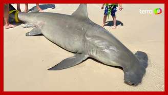 Tubarão é encontrado em praia