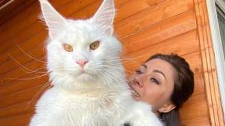O gato da raça Maine Coon e brincalhão e de temperamento gentil, segundo sua tutora; Kefir já pesa mais de 12 kg Crédito