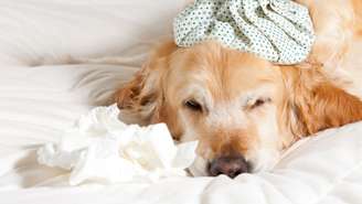 Veja os cuidados para tratar a gripe em cães e gatos -