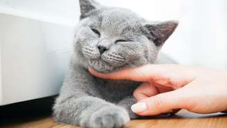 A felicidade do seu gato depende de alguns fatores importantes - Shutterstock