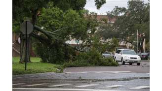 Um residente passa por uma árvore caída devido aos ventos fortes do furacão Idalia em Clearwater, Flórida