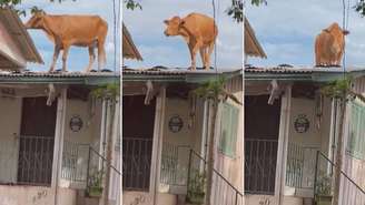 Ciclone no RS: vaca encontrada em cima do telhado Foto: Divulgação/Prefeitura de Estrela