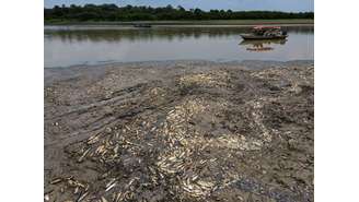 Peixes mortos são vistos no lago Piranha, afetado pela seca do Rio Solimões em Manacapuru (AM) (Foto de 29/09/2023)