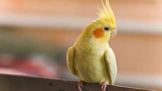 A calopsita lutino se dá muito bem com famílias