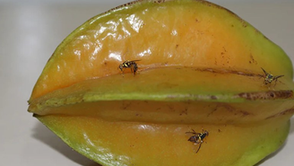 Mosca-da-carambola