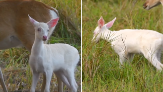 Os animais ficaram perto do grupo o suficiente para serem filmados