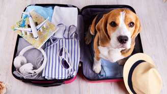 Viajar com o pet exige cuidados especiais -