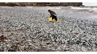 Peixes mortos encalham e cobrem praia ao Norte do Japão