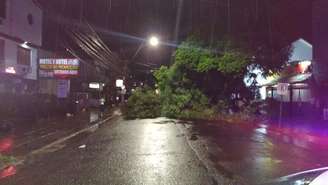 Árvore cai durante temporal em Porto Alegre