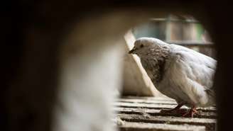 Pomba espiã no telhado de um prédio antigo. 